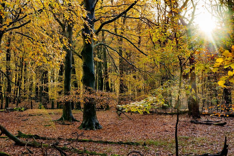 Autumn in the forest 2 by Fotomakerij