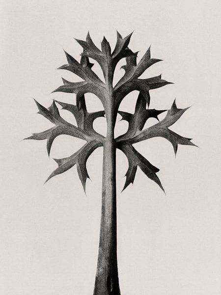 Karl Blossfeldt - Eryngium Bourgatii von Old Masters