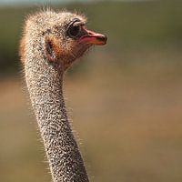 Addo Elephant Park, Struisvogel, Zuid Afrika
