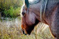 Noble horse in golden sunlight