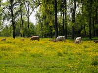 Yellow is the color of spring and the sun....