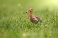 La Barge à queue noire, notre oiseau national