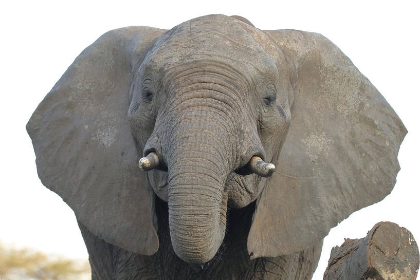 Elephant by Petervanderlecq