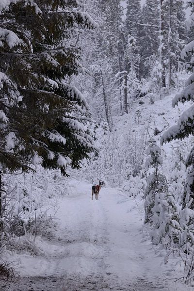 Les arbres enneigés par Christer Andersson