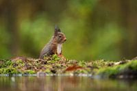 Ein Eichhörnchen im Regen