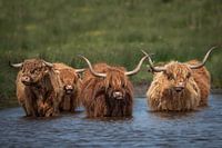 Les Highlanders écossais