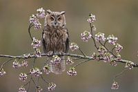 Waldohreule (Asio otus)