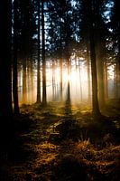 Forest Beetsterzwaag