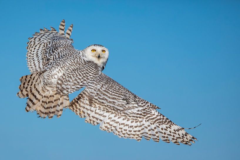 Schneeeule breitet ihre Flügel aus von Chantalla Photography