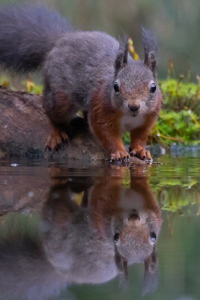 Spiegelhoorn von Kristof Piotrowski