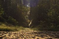 Magnifiek licht in het bos