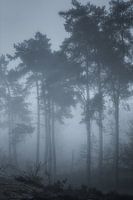 Die blaue Stunde vor Sonnenaufgang im Wald.