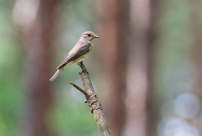 Moucherolle tacheté par Merijn Loch