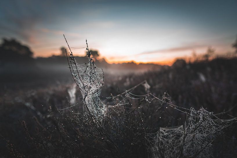 West Rupean Heath by Steffen Peters