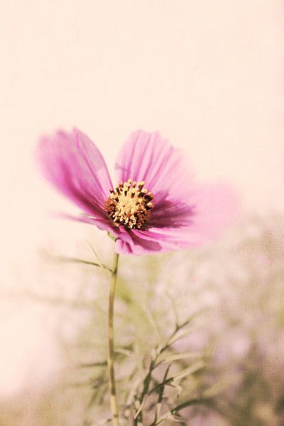 rosa Cosmea by Dagmar Marina