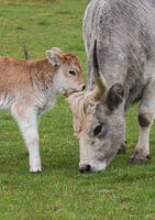 Ungarische Kuh mit ihrem Kalb