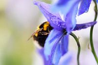 Hommel verzameld stuifmeel