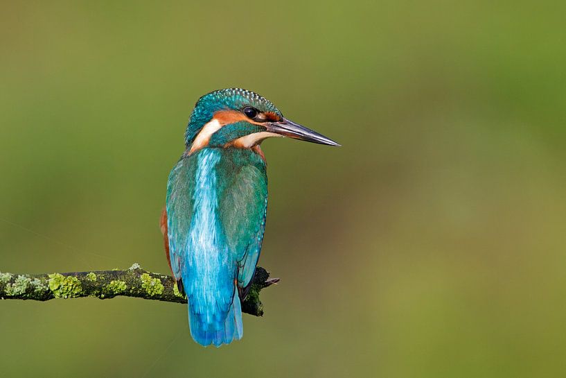 ijsvogel by Ronald Kamphuis