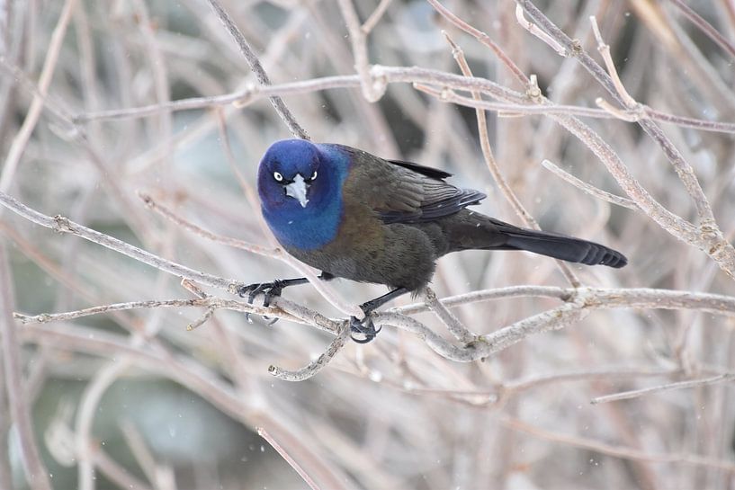 Ein Bronzetrackle im Garten von Claude Laprise
