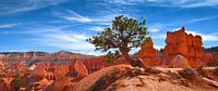Der alte Baum im Bryce Canyon | Utah USA