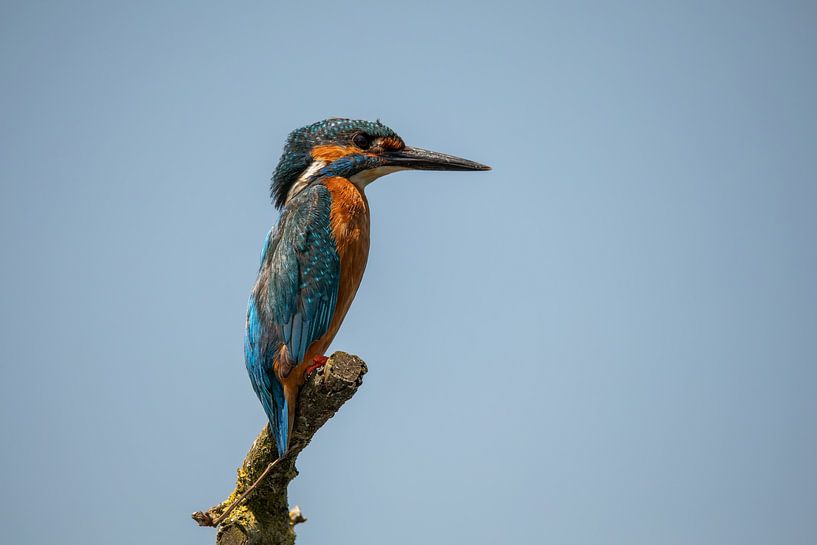 Eisvogel auf Ast von KB Design & Photography (Karen Brouwer)
