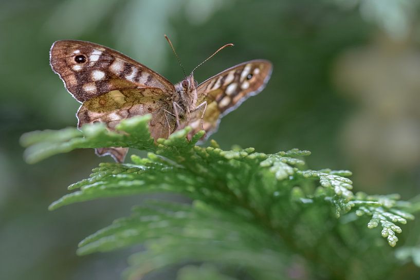 Speckled wood (butterfly) by Kim de Been
