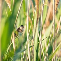 Teichrohrsänger mit Futter für die Jungen