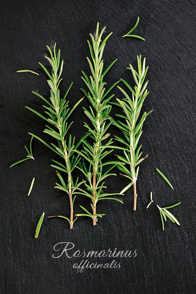 frischer grüner Rosmarin, Rosmarinus officinalis, auf dunklem Schiefergrund, Ansicht von oben, Muste von Maren Winter