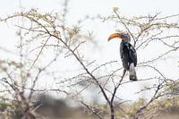 Southern yellow-billed hornbill
