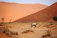 NAMIBIE ... Oryx de Sossusvlei II