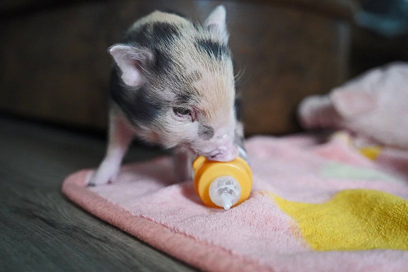 Mini-porc pie en élevage manuel lors du nourrissage par Babetts Bildergalerie
