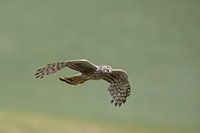 Busard Saint-Martin femelle