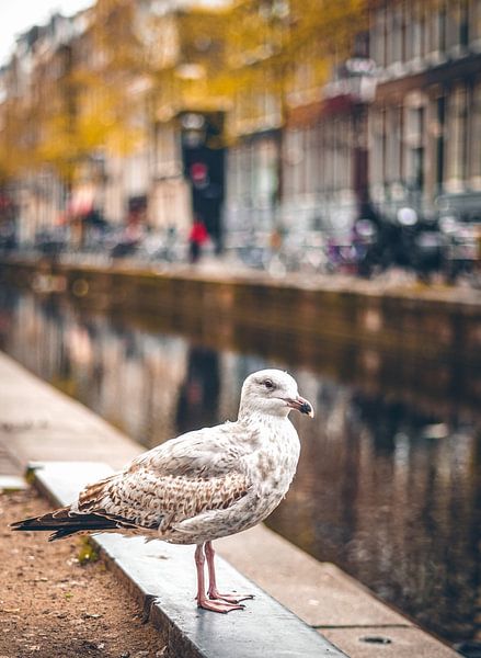 Rotlichtviertel (Amsterdam De Wallen ) von Ali Celik