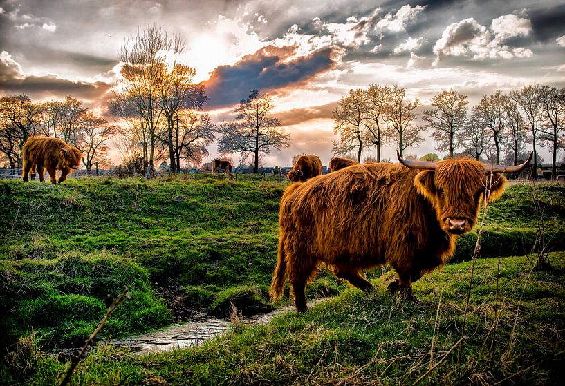 Les Highlanders écossais par Bas Quaedvlieg