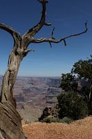 toter Baum im Grand Canyon