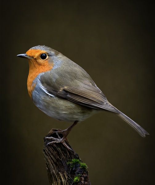 Stilleben Robin in Olivgrün von By Marjolein Design