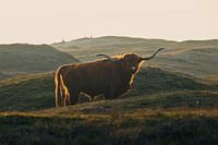 Highlander in der Wintersonne