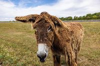 Donkeys on the Île de Ré