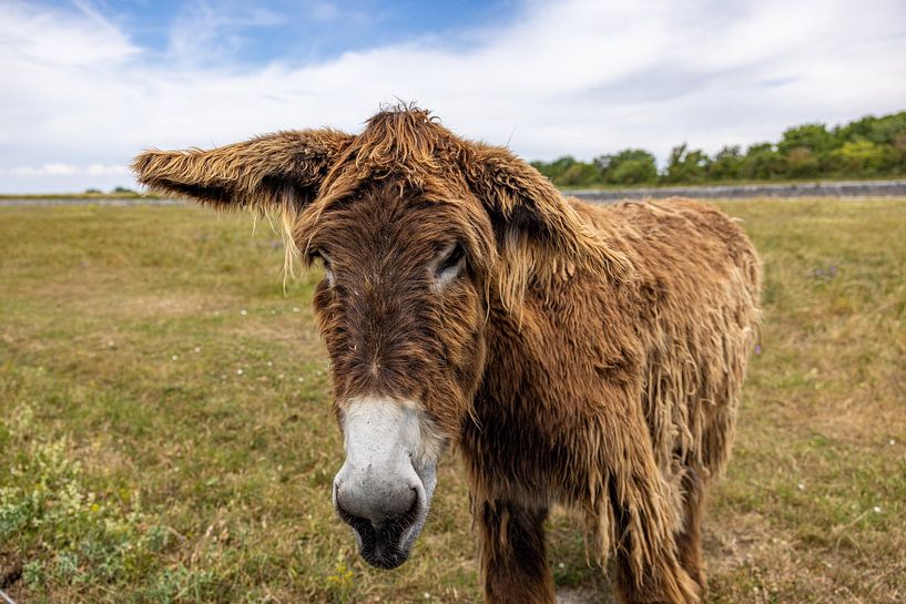 Esel auf der Île de Ré von Easycopters