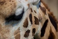 The eye of the Giraffe