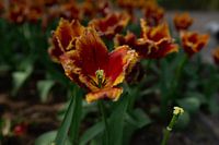 Schöne, ungewöhnliche Tulpen