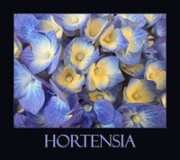 Hortensia