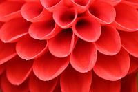 Gerbera close up