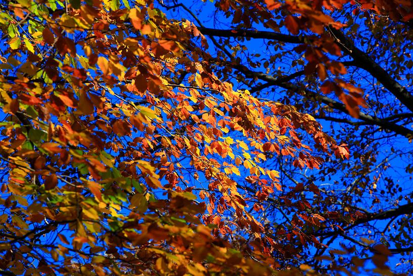 Beech by Thomas Jäger