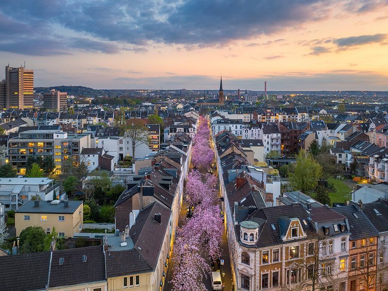 Cerisiers en fleurs à Bonn, Allemagne par Michael Abid