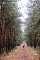 Schottischer Highlander auf dem Veluwezoom