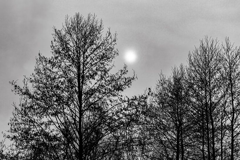 Bäume, Wolken und Sonne von Huub de Bresser