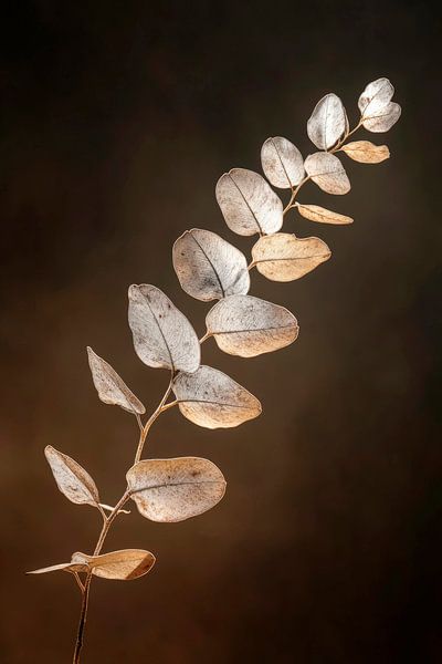 Delicate leaf structure by Poster Art Shop
