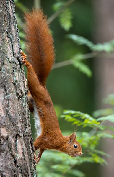 Eichhörnchen von Menno Schaefer