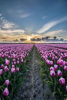 tulpen bij ondergaande zon 05